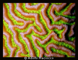 Psycho Labyrinth.
Hard Coral close/ up by Adolfo Maciocco 